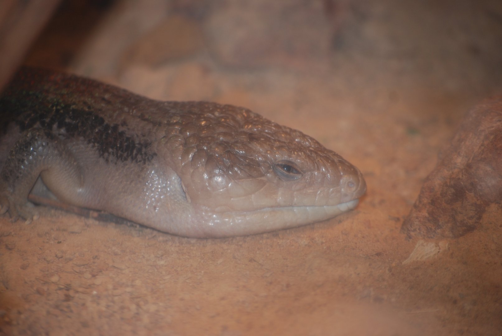 Blue-Tongued Skink