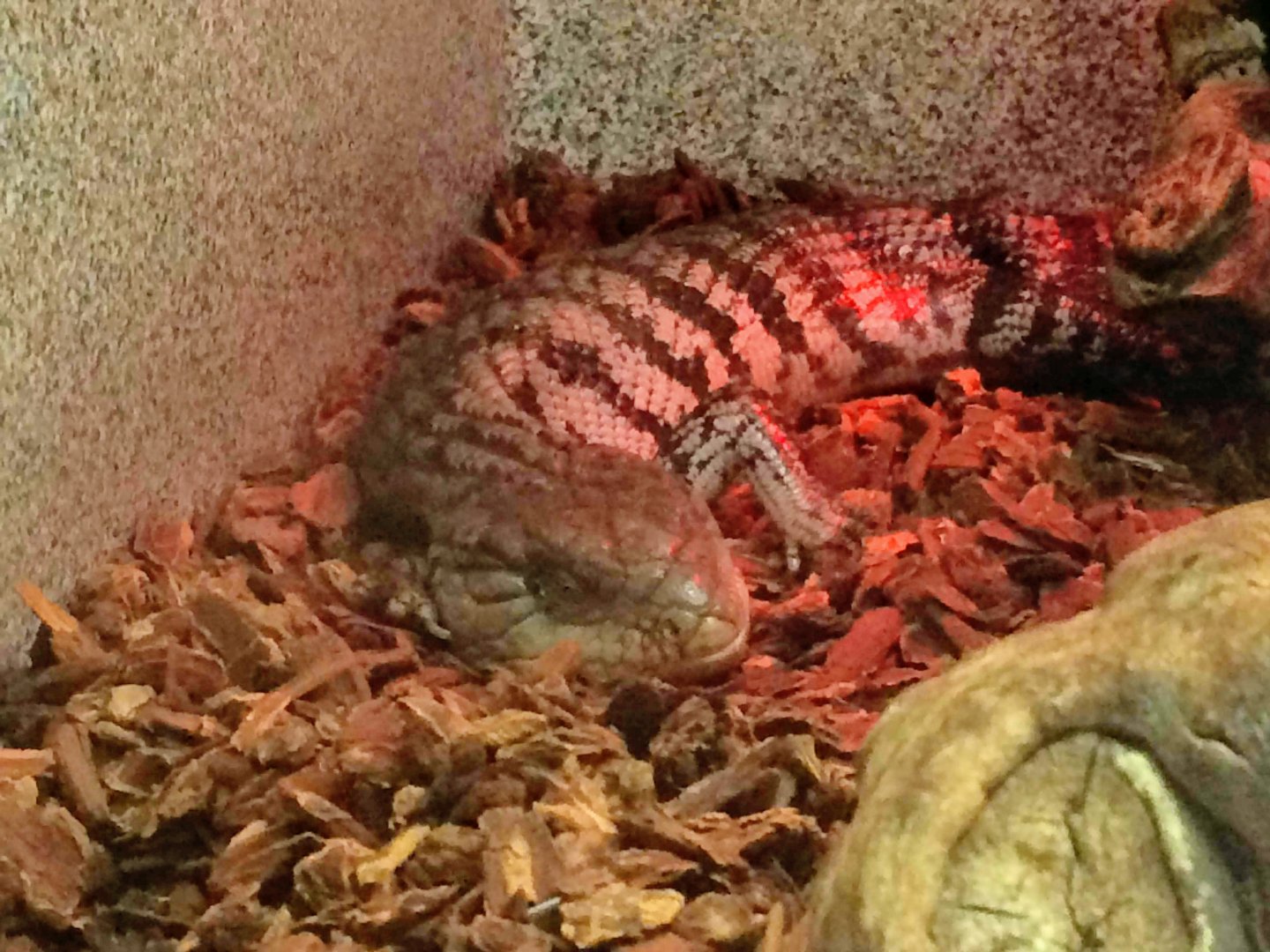 Blue-tongued Skink