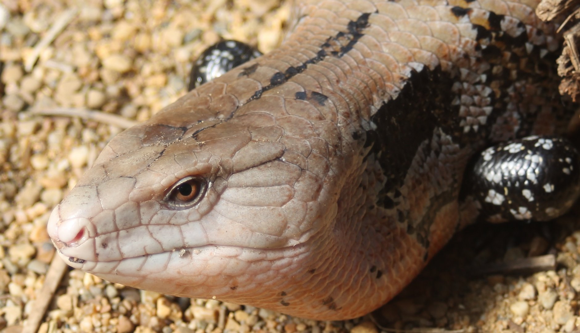 Blue-tongued skink