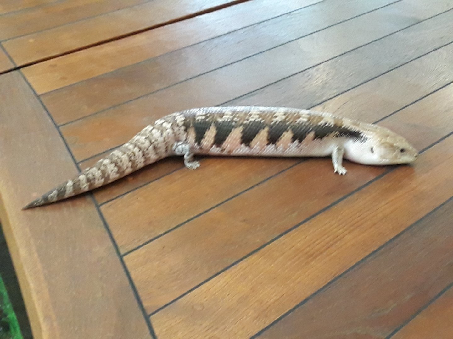 Blue-tongued Skink