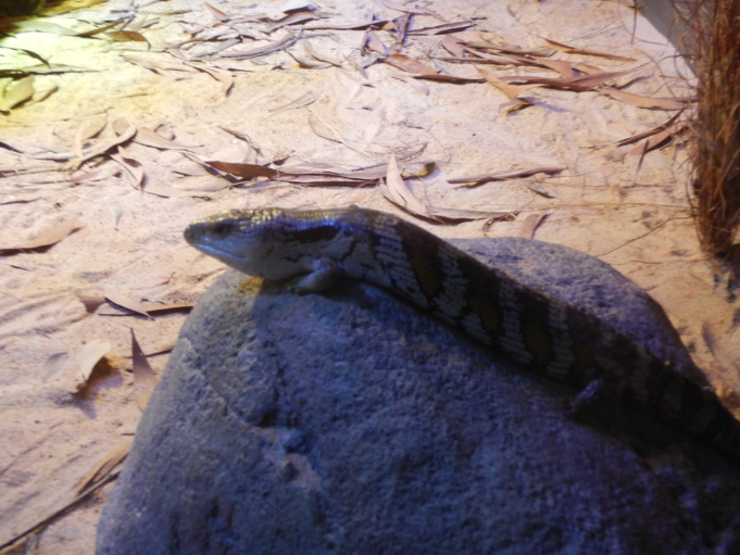 Blue-Tongued Skink