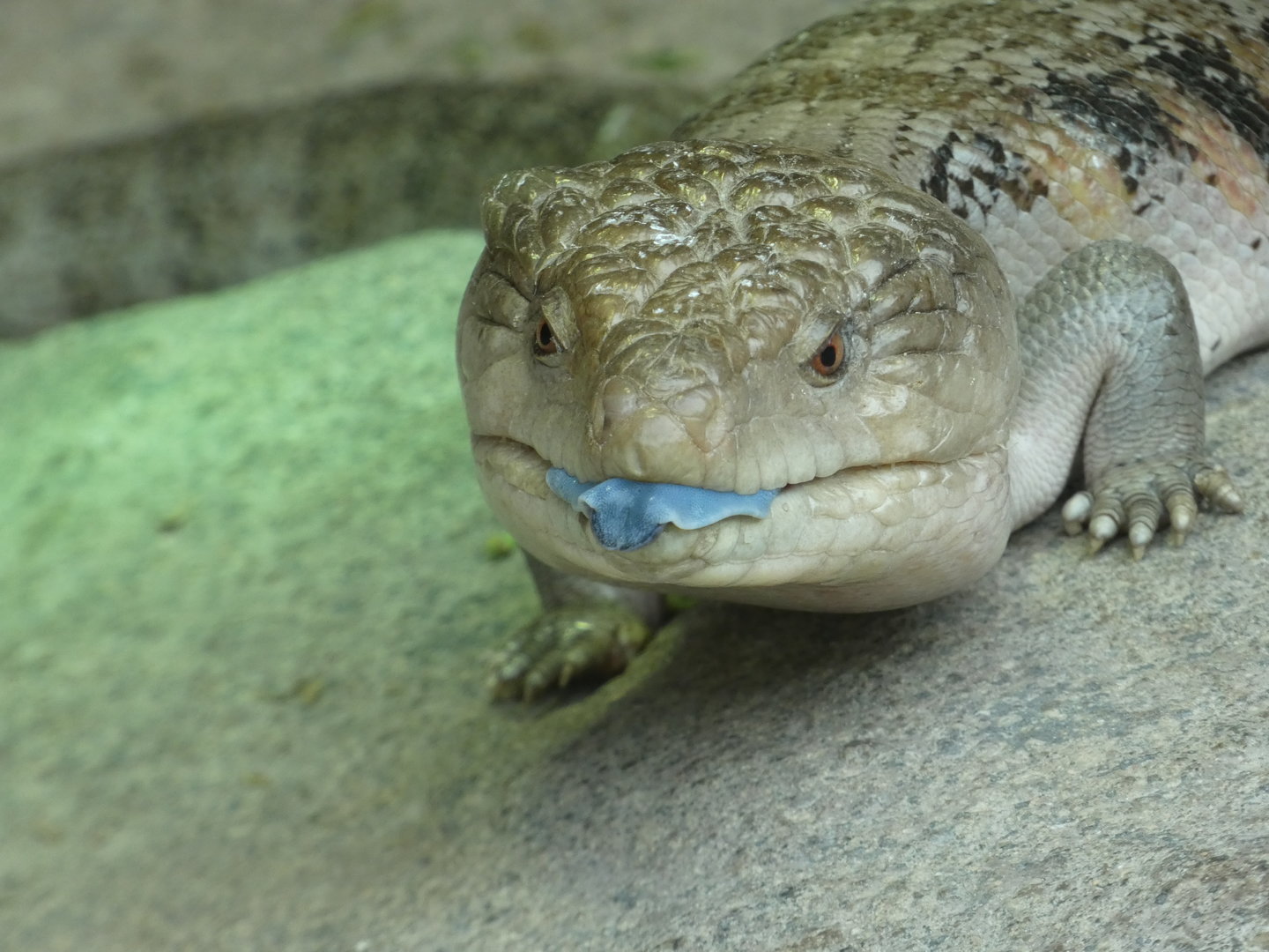 Blue-tongued Skink