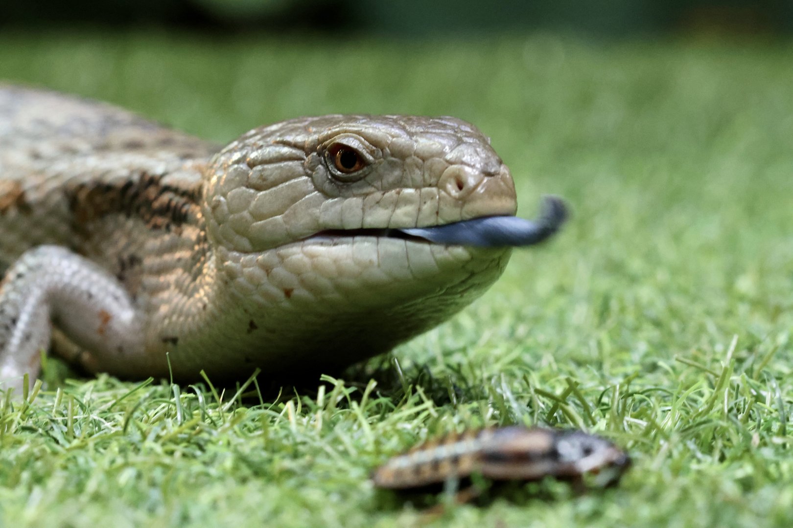Blue Tongued Skink