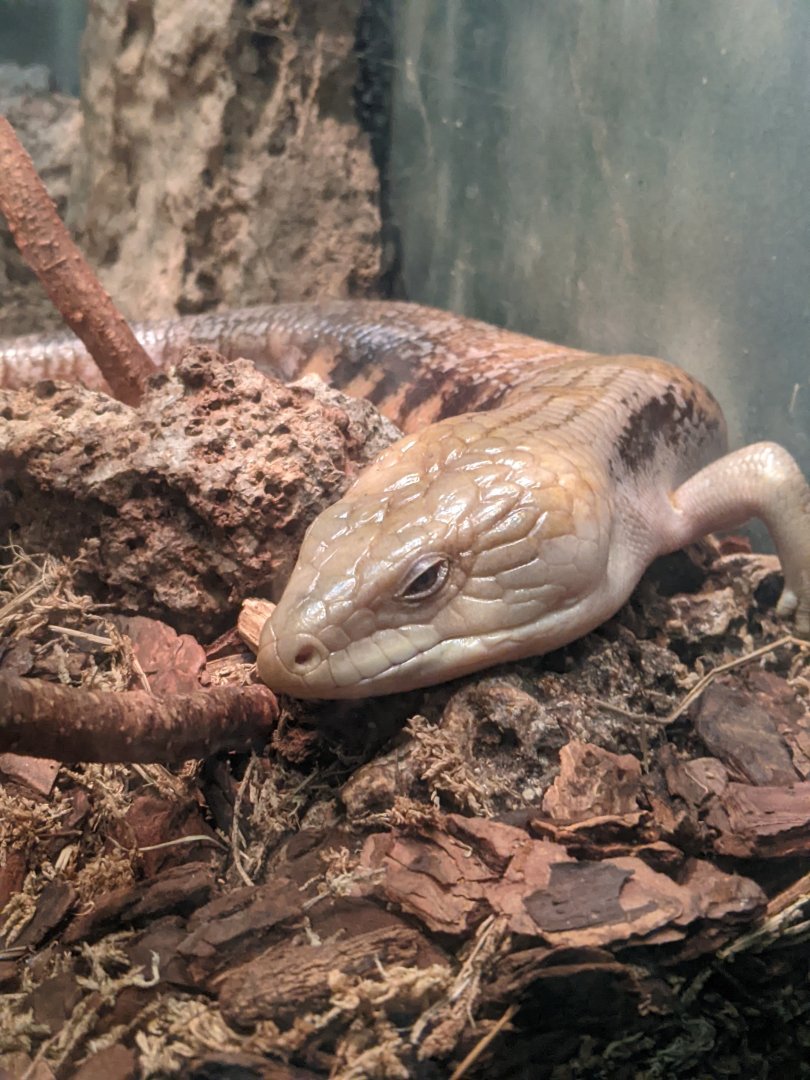 Blue-Tongued Skink