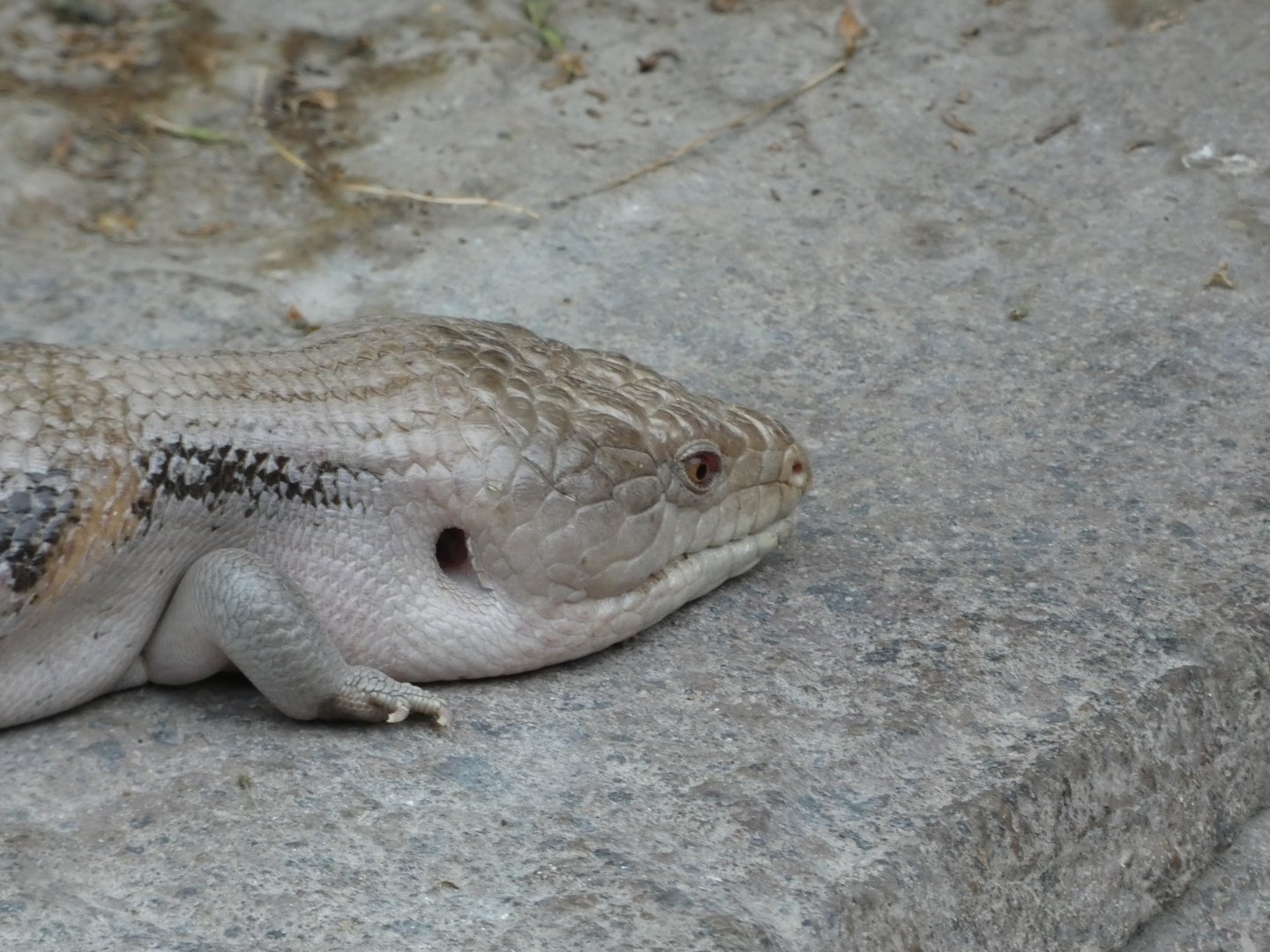 Blue-tongued Skink