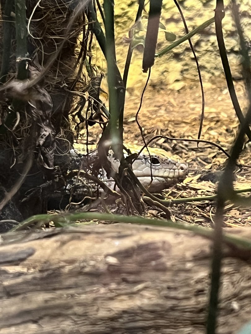 Blue-Tongued Skink