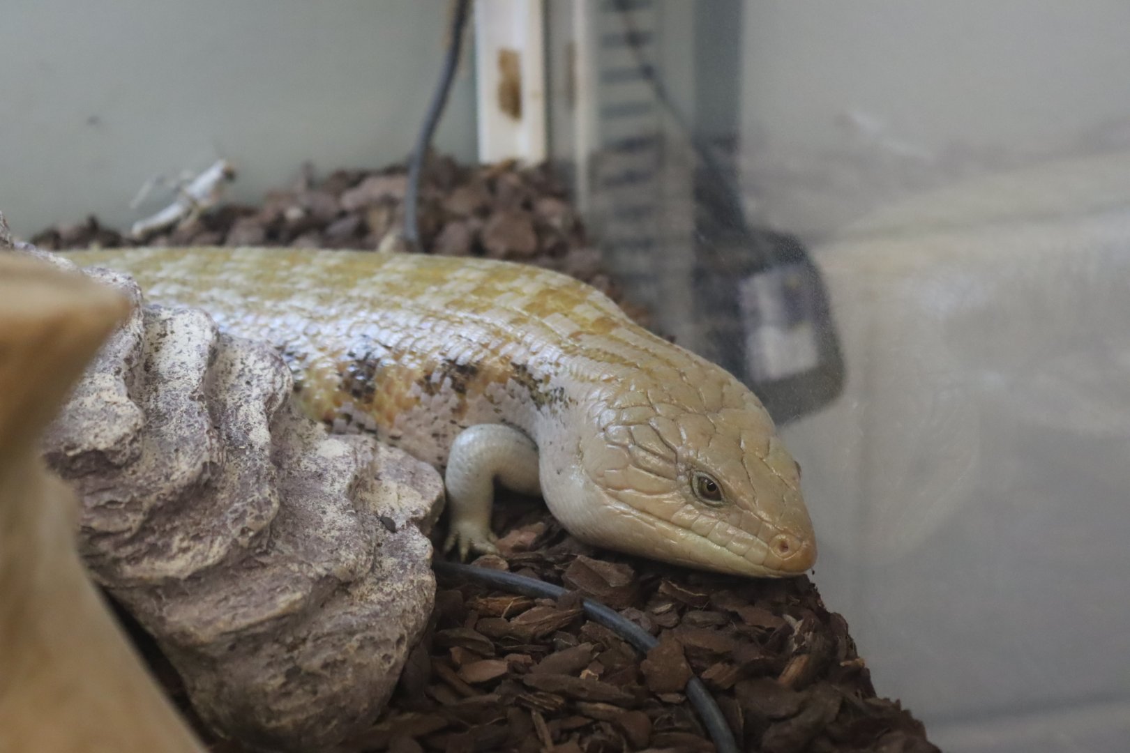 Blue-tongued Skink