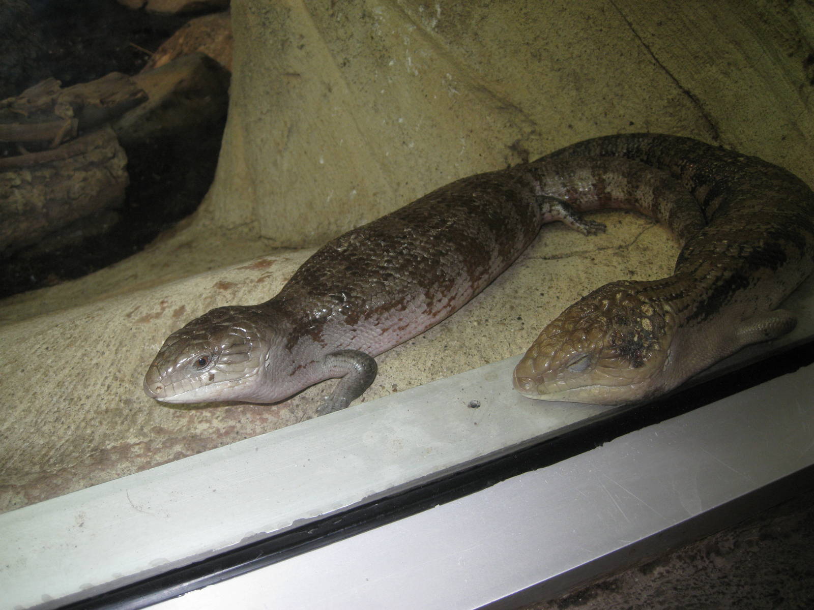 Blue-Tongued Skink