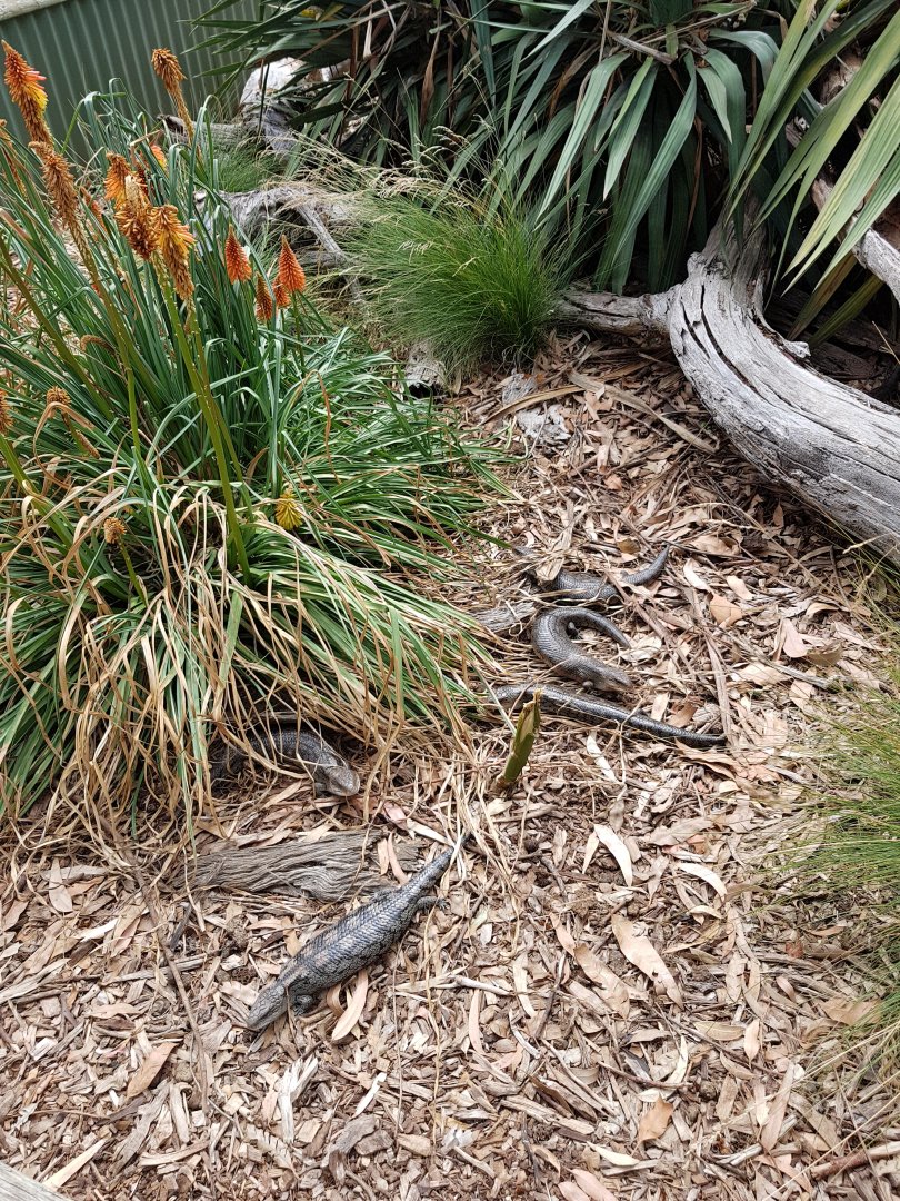Blue-tongued Skinks - Phillip Island Wildlife Park