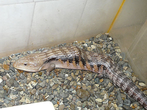Blue-tonqued Skink in Kishinev Zoo