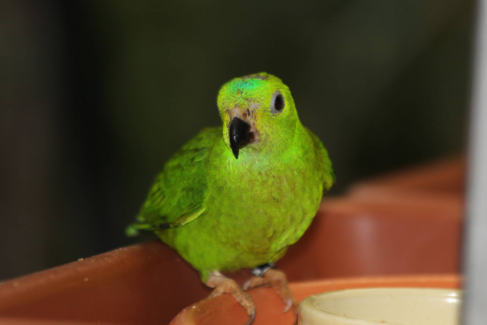 Blue-topped Hanging Parrot