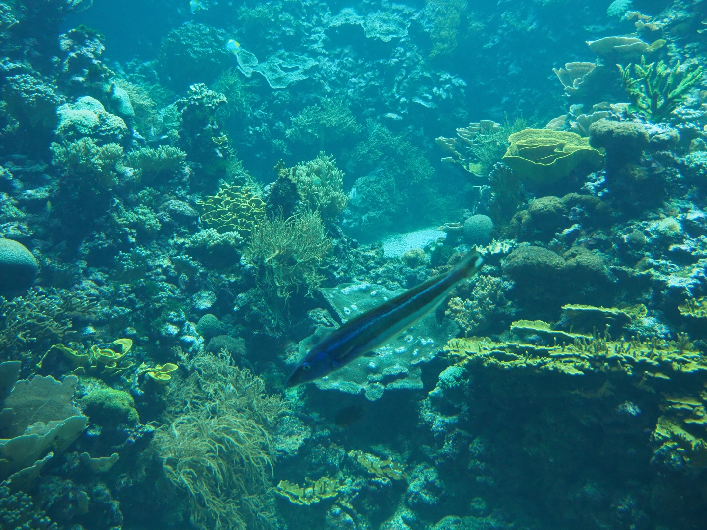 Blue torpedo barb (Malacanthus latovittatus) in the living reef tank (Sep 16th, 2018)