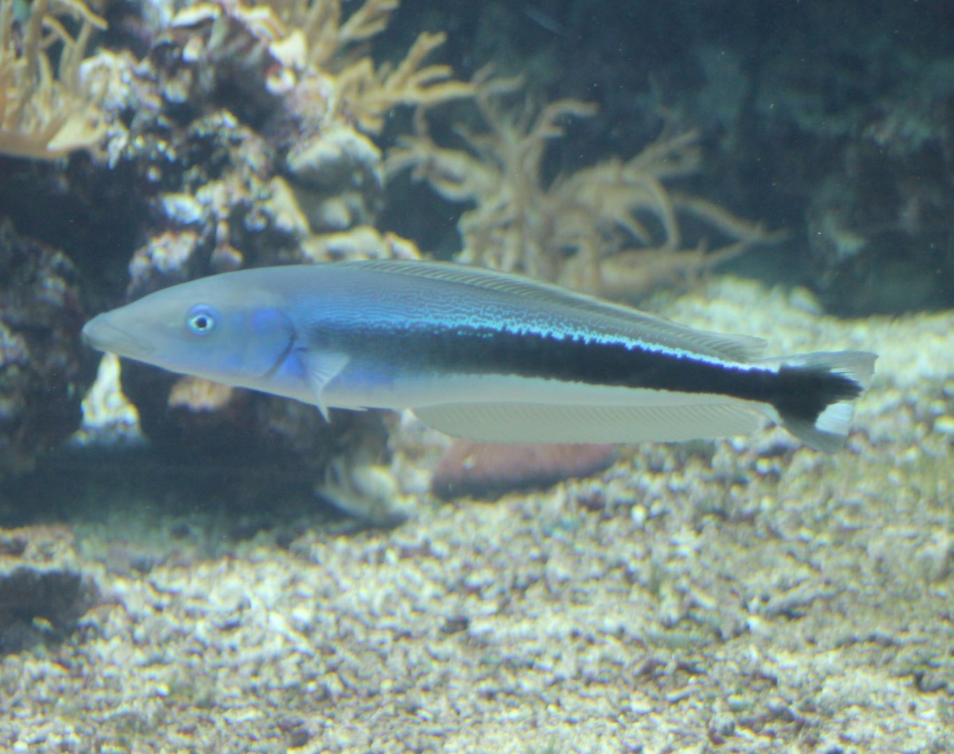 Blue torpedo barb - Malacanthus latovittatus