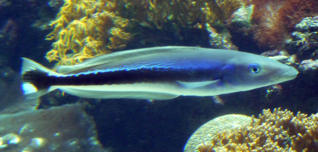 Blue torpedo goby (Malacanthus latovittatus)