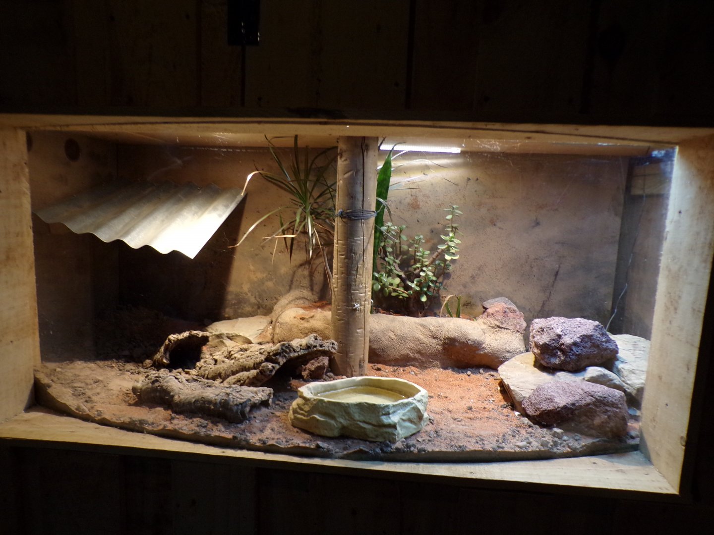 Blue-tounged skink terrarium 14.10.23