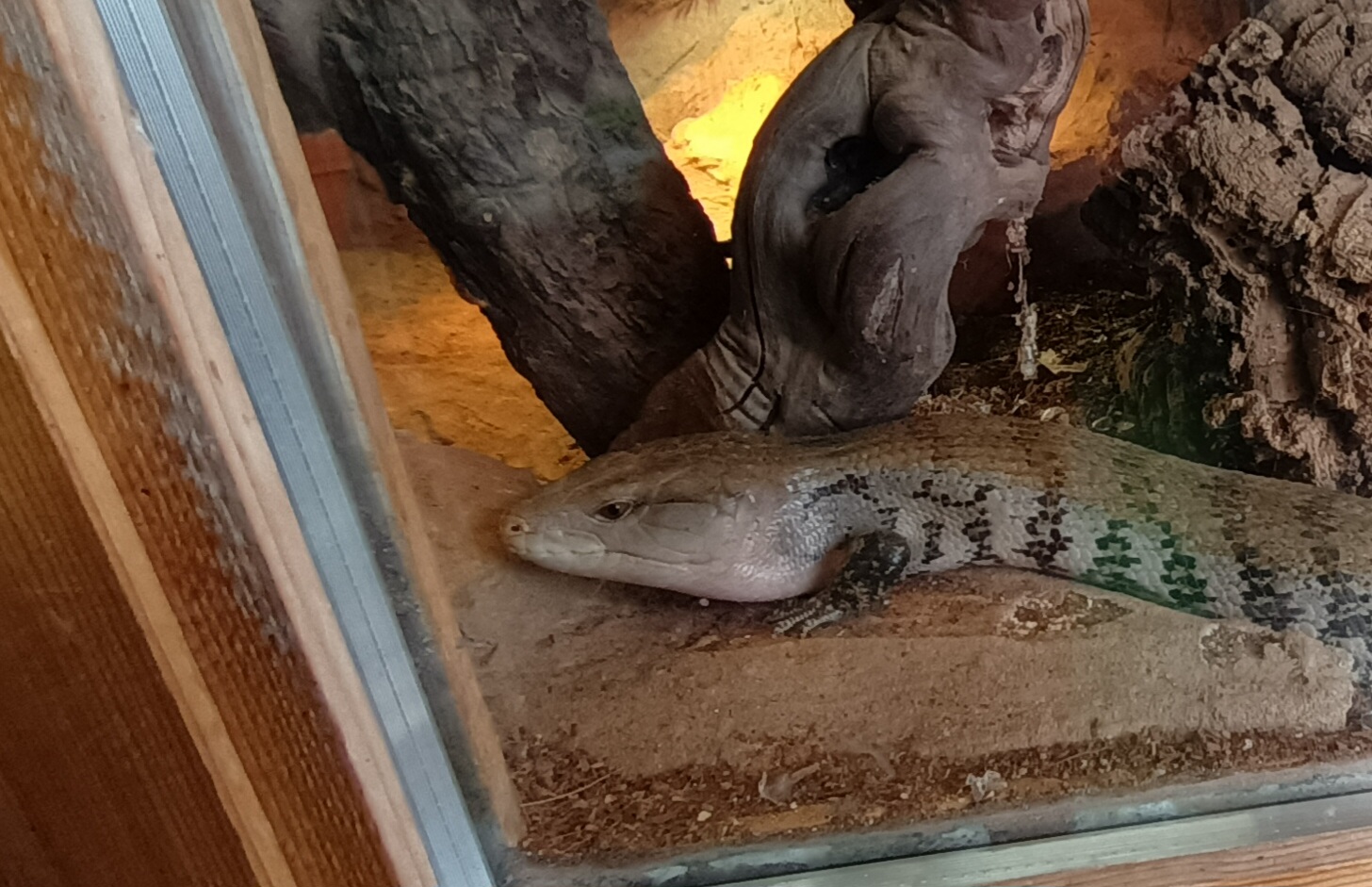 Blue toungue Skink