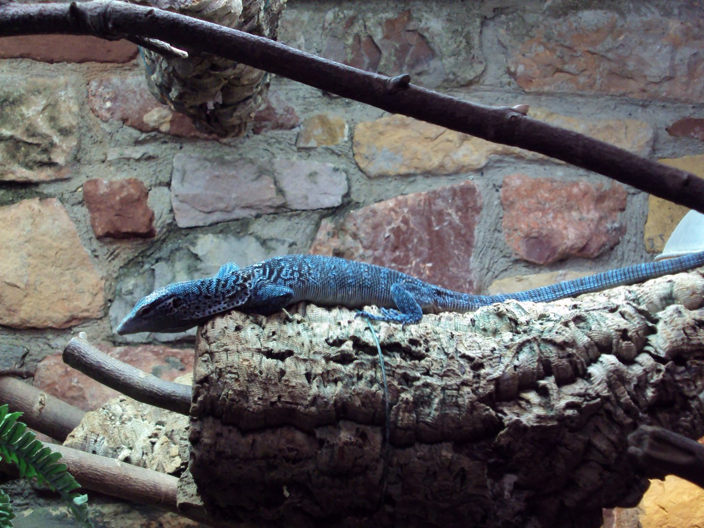 Blue Tree Monitor 27/12/2018
