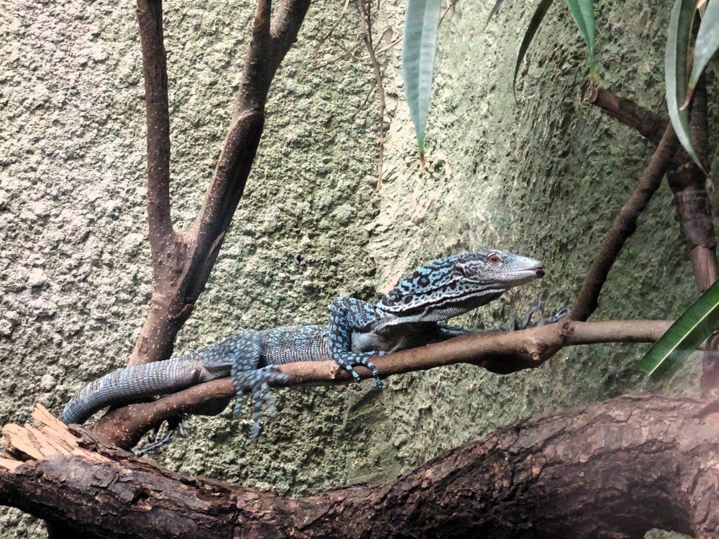 Blue Tree Monitor 6 September 2025