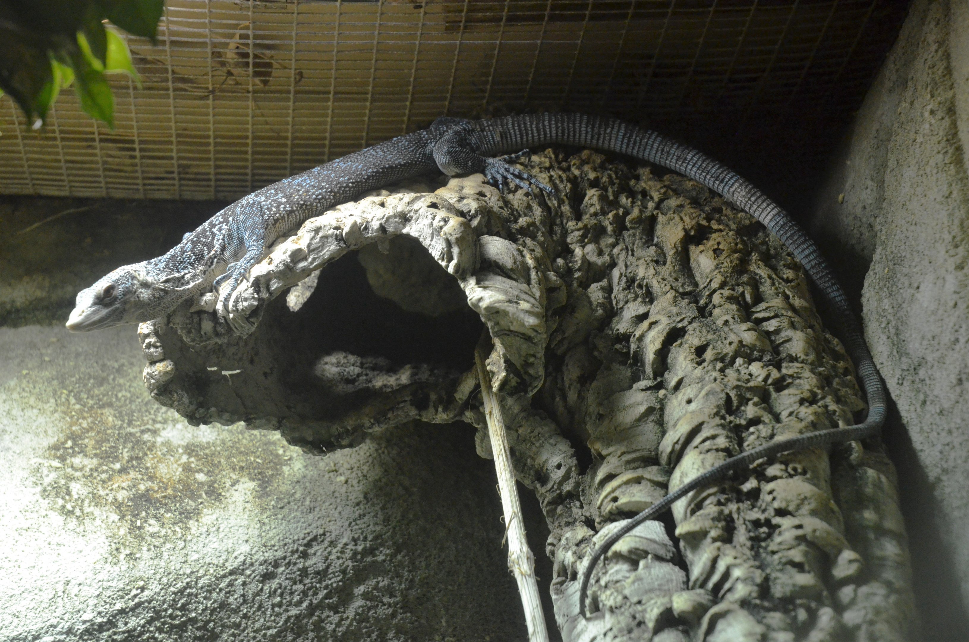 Blue Tree Monitor at Beauval, 12/06/18