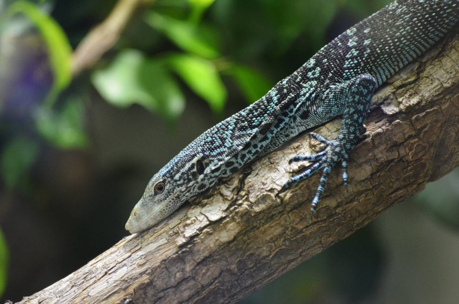 Blue Tree Monitor at Zurich Zoo, 12/09/16