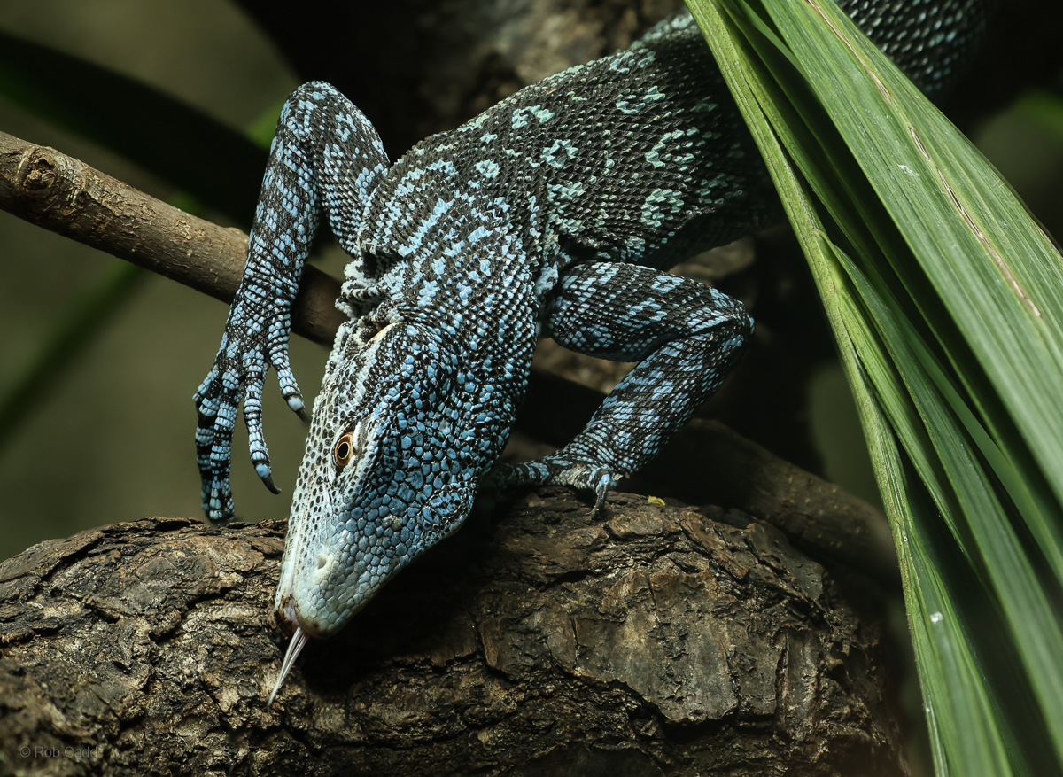Blue tree monitor : Chester Zoo : 06 Sep 2025