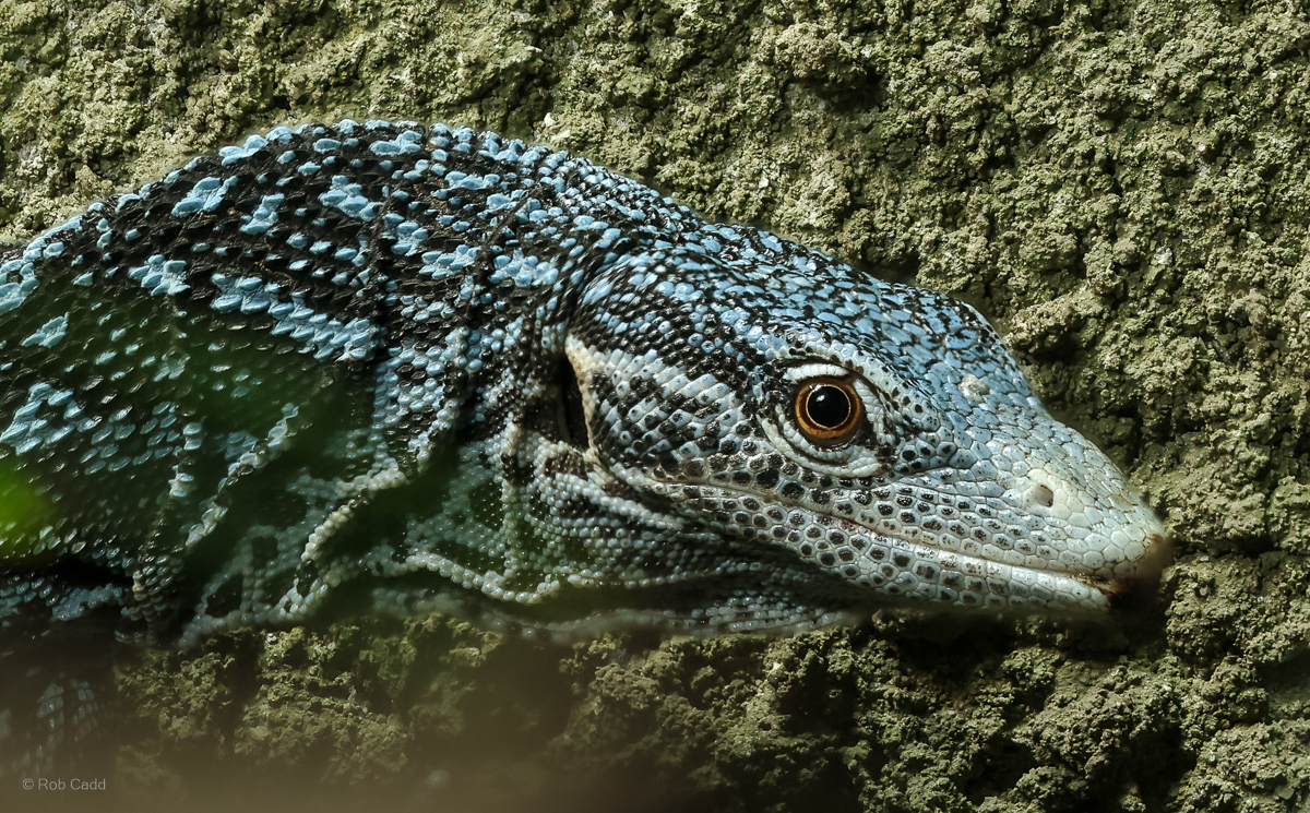 Blue tree monitor : Chester Zoo : 06 Sep 2025