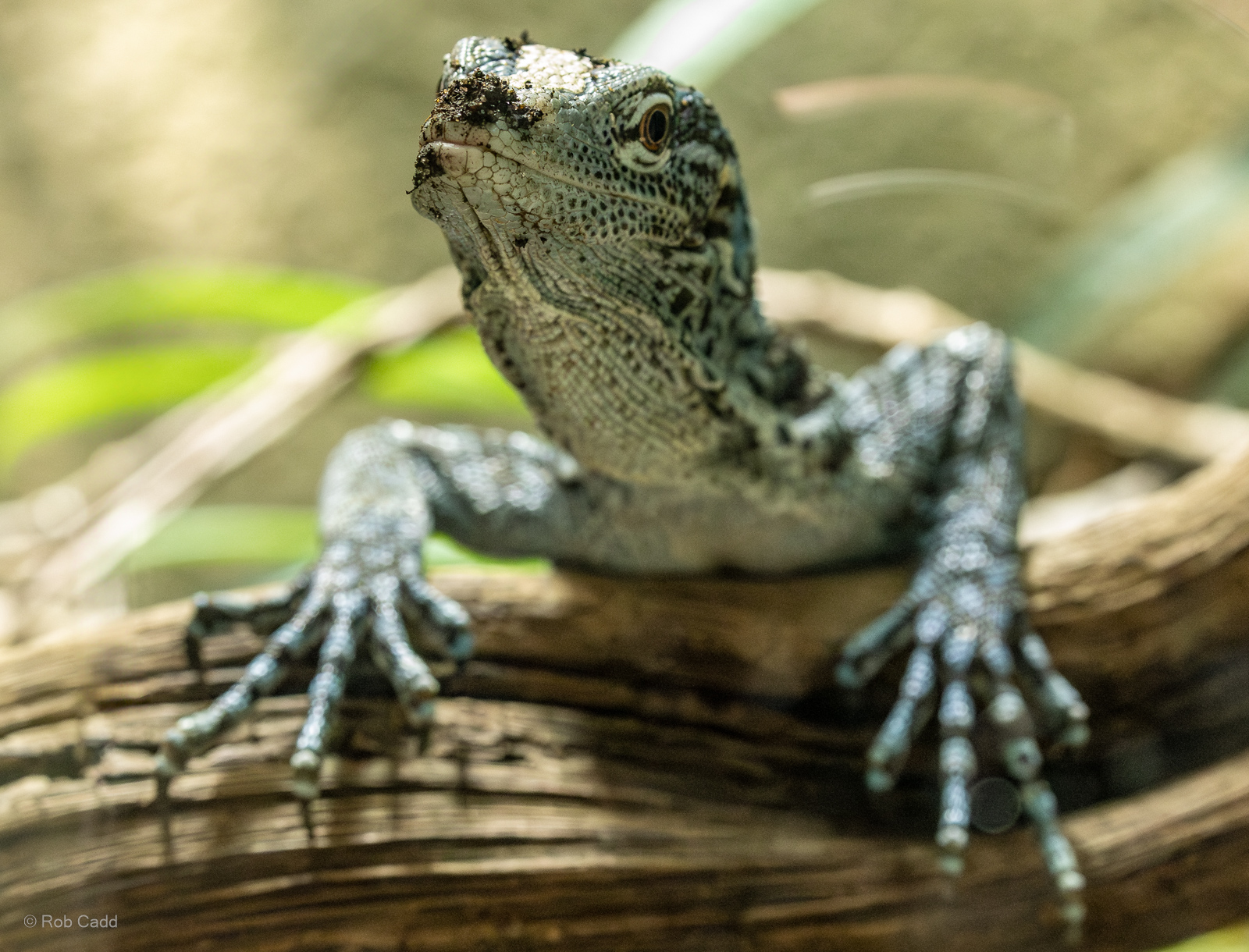 Blue tree monitor : Chester Zoo : 24 Jun 2024