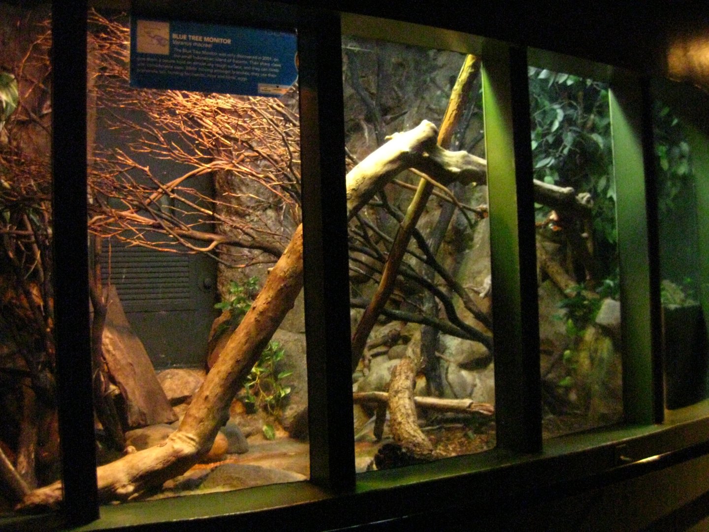 Blue Tree Monitor Exhibit