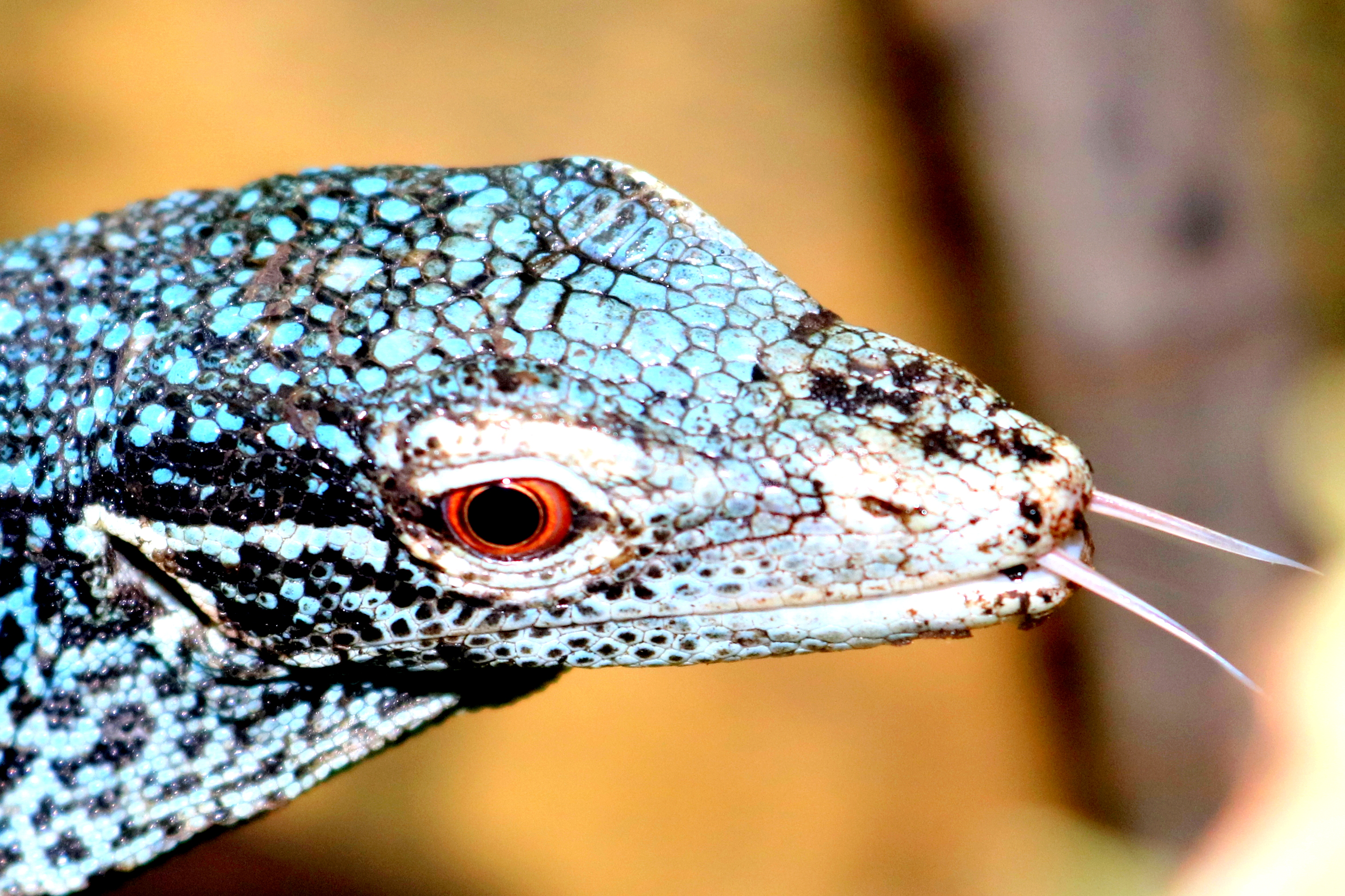 Blue tree monitor; London Zoo; 15th October 2019
