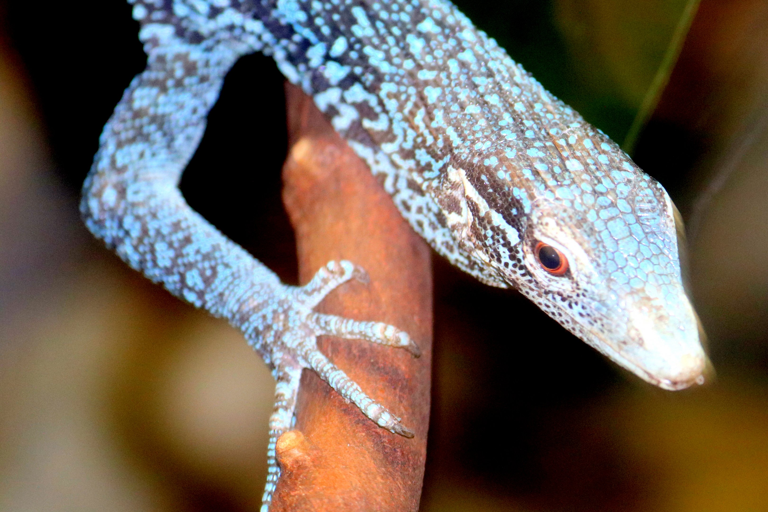 Blue tree monitor; London Zoo; 23rd June 2019