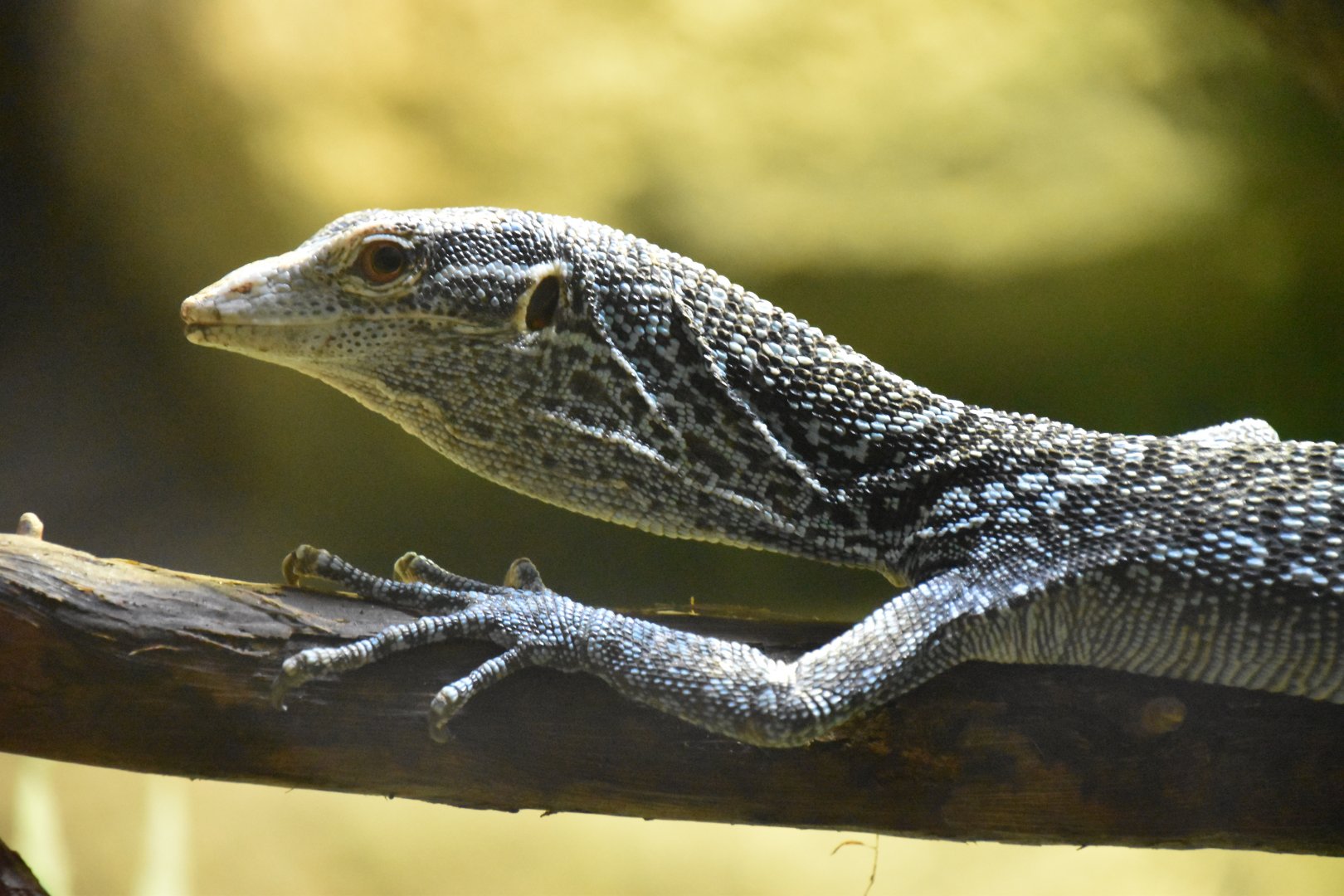 Blue tree monitor on the move