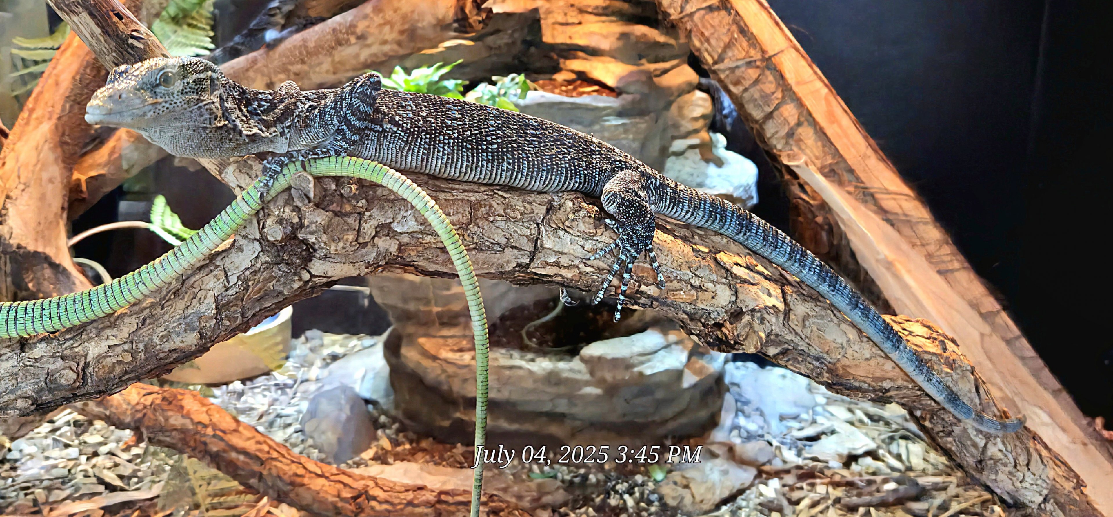 Blue Tree Monitor-Reptile Gardens