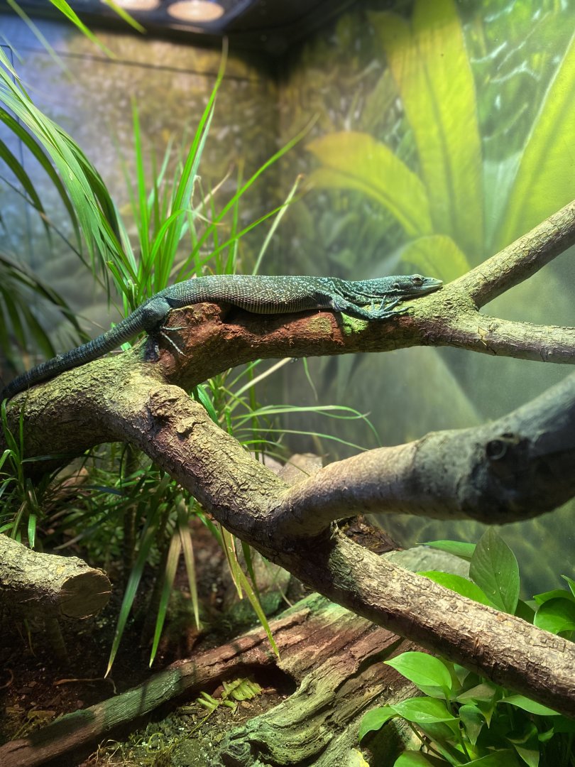 Blue Tree Monitor - Reptile House