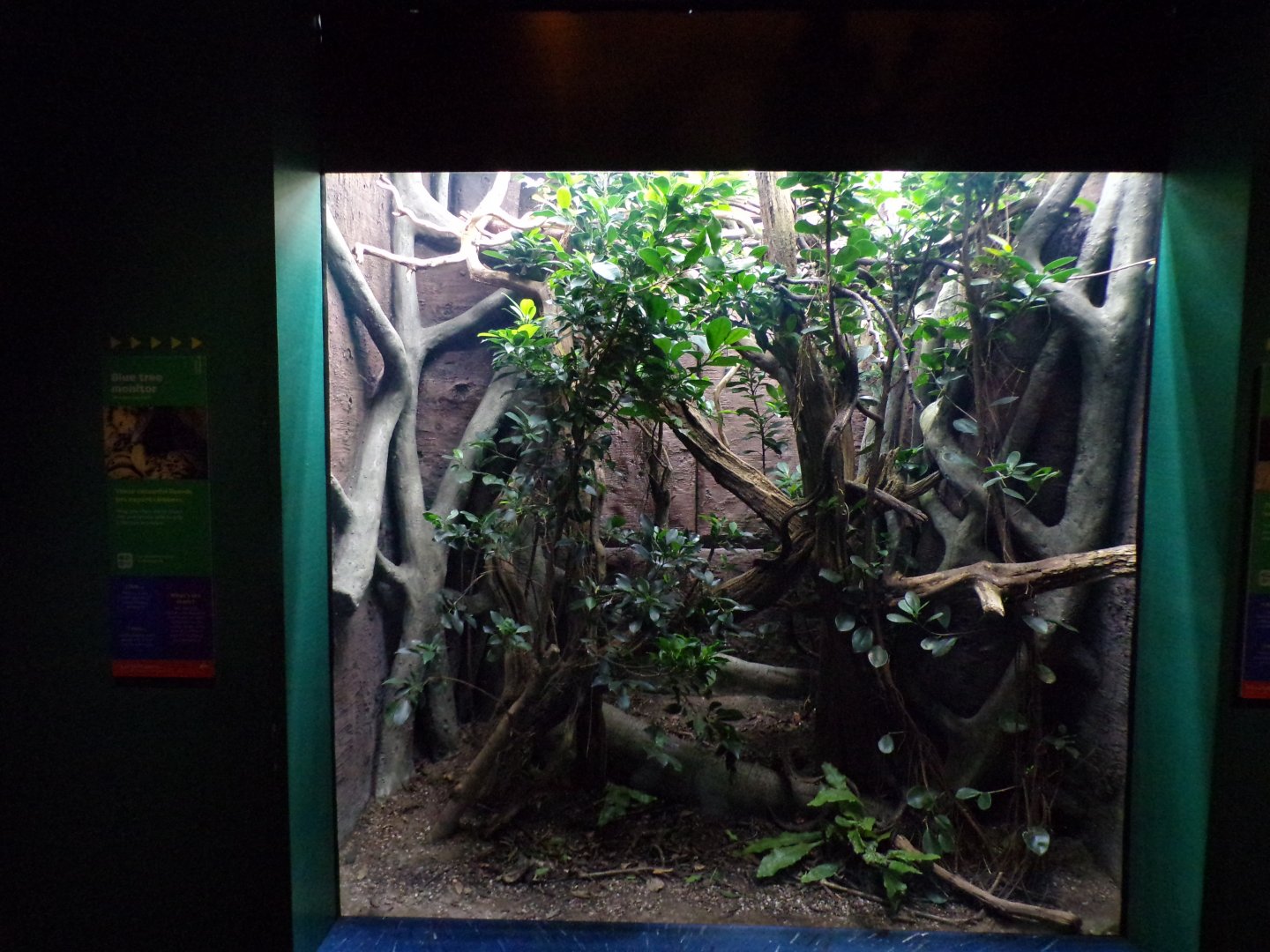Blue tree monitor terrarium 11.2.25