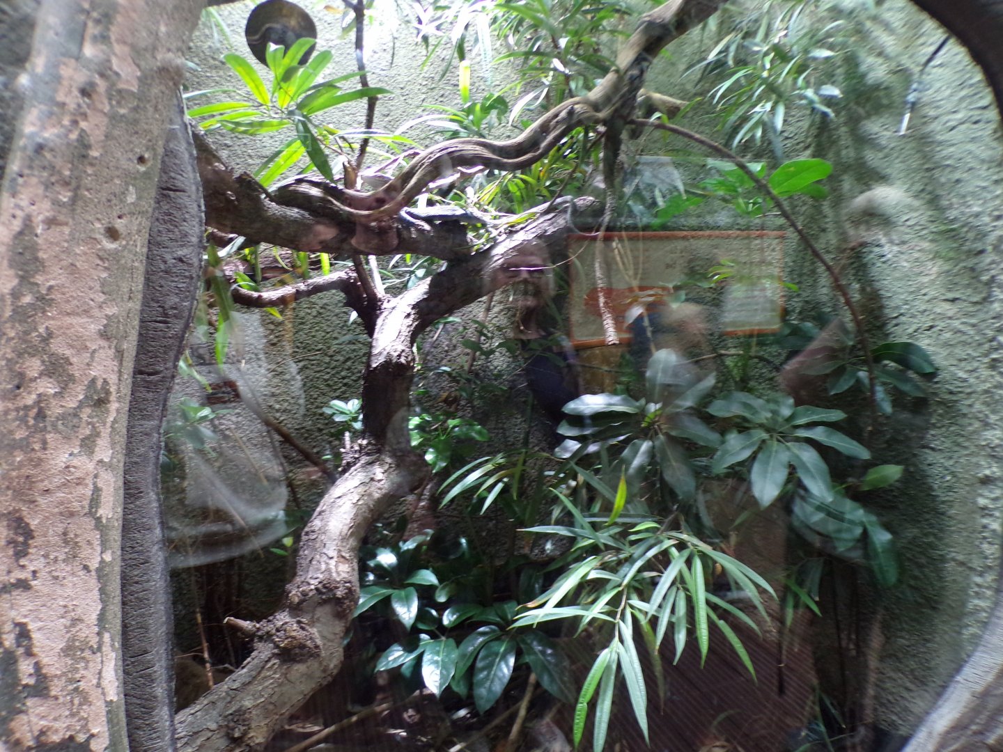 Blue tree monitor terrarium 29.6.24