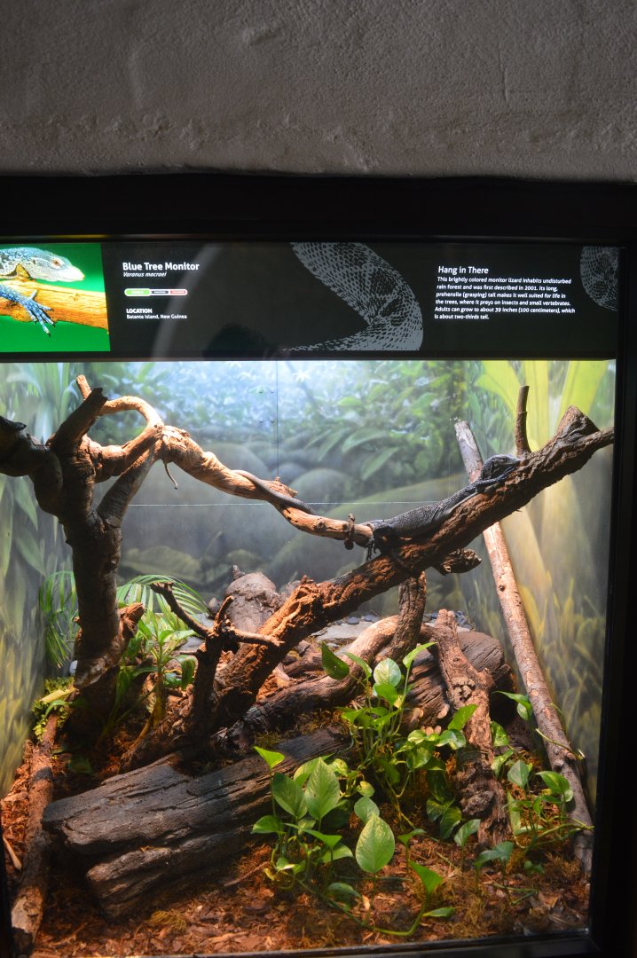 Blue Tree Monitor Terrarium