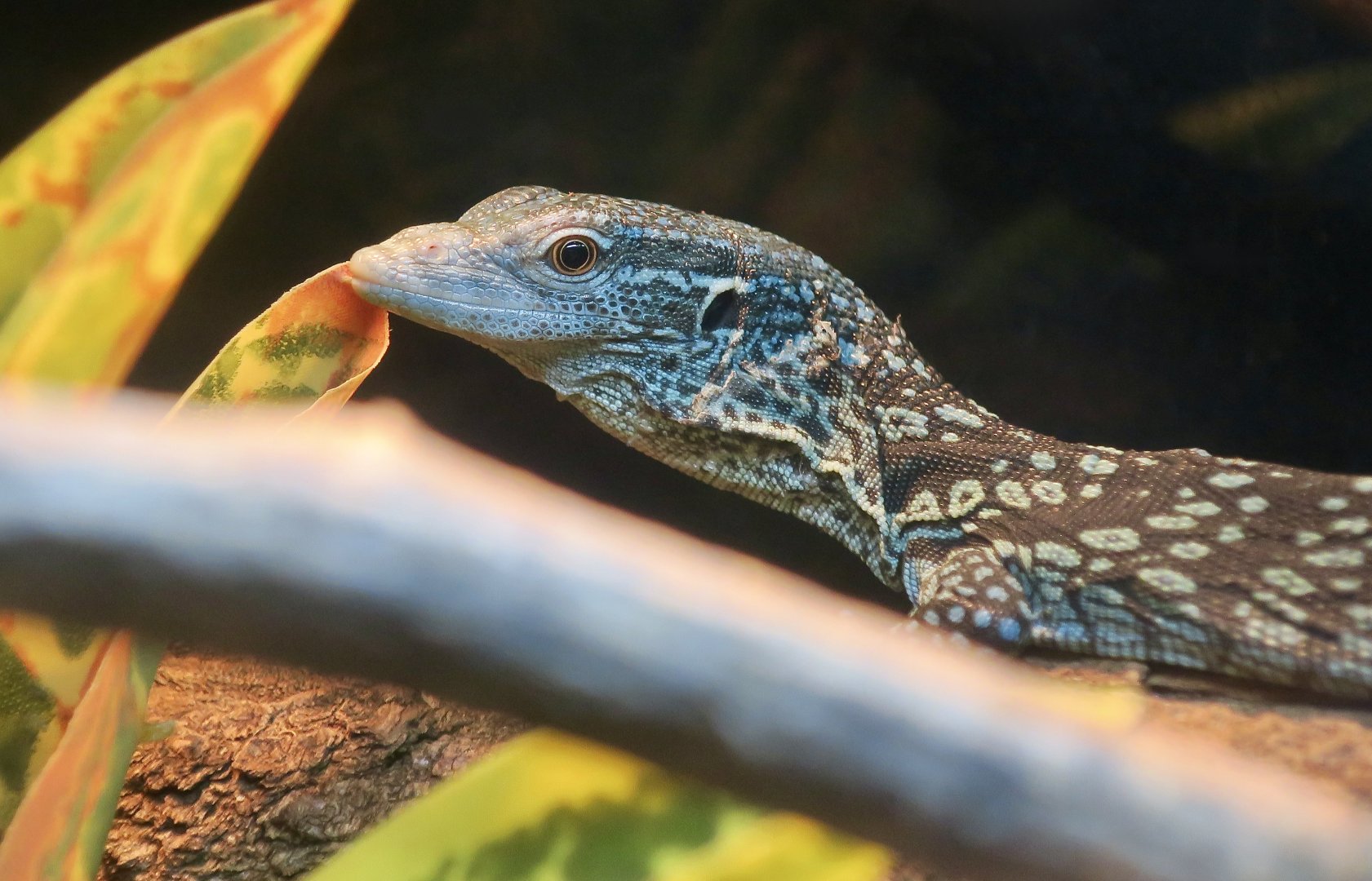 Blue Tree Monitor (Varanus macraei) young