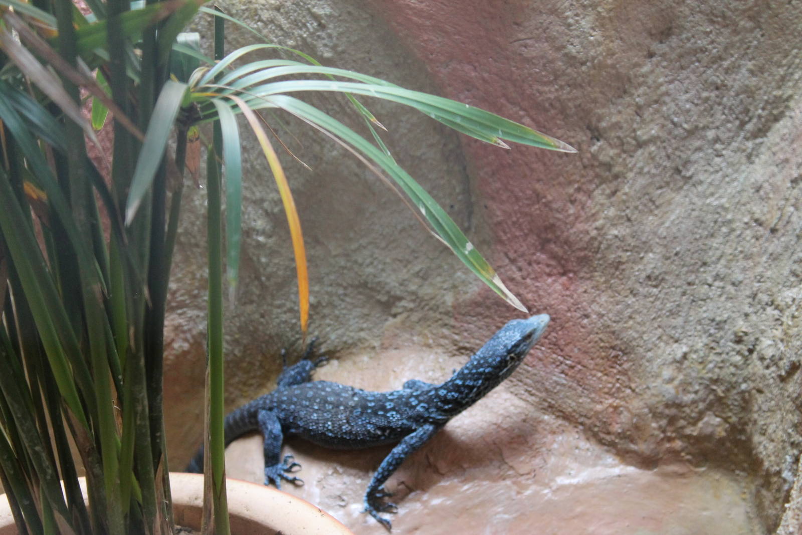 blue tree monitor (Varanus macraei)