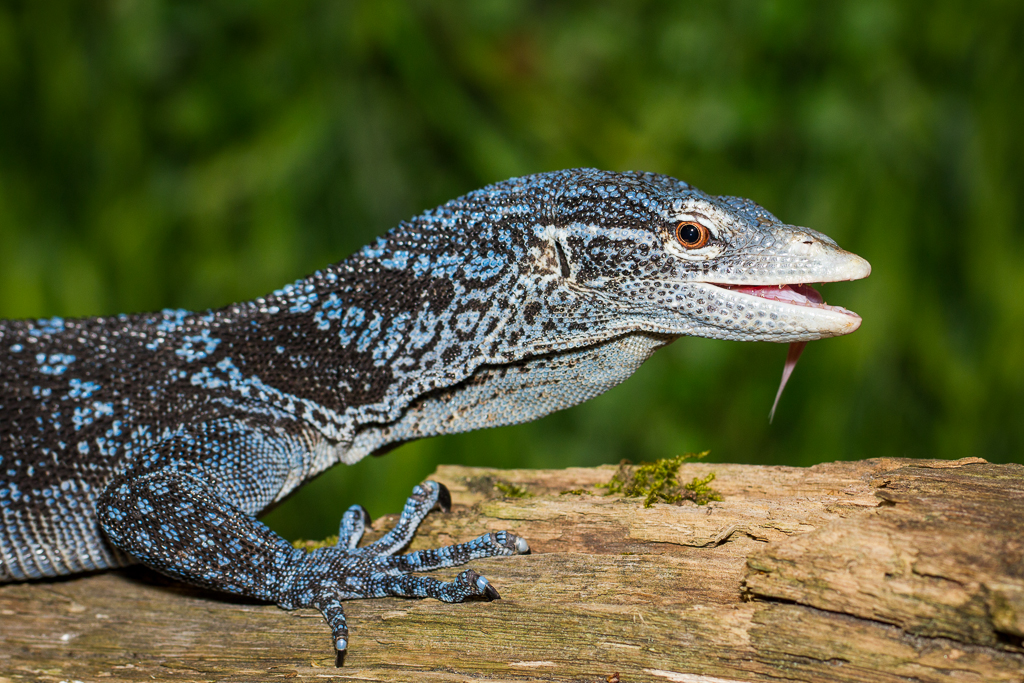 Blue tree monitor - Varanus macraei