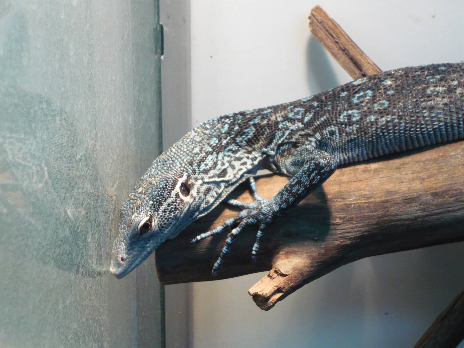Blue tree monitor (Varanus macraei)
