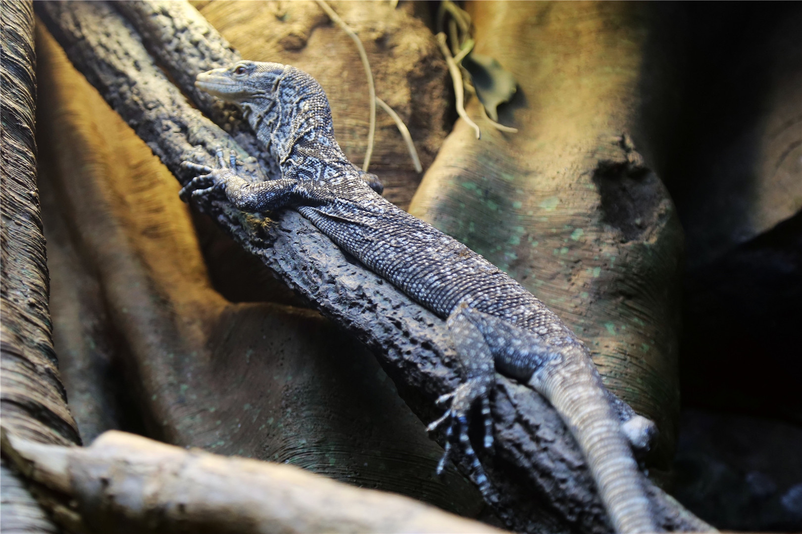 Blue tree monitor (Varanus macraei)