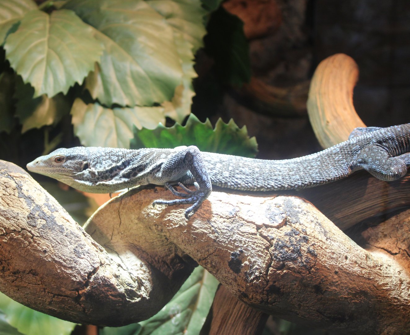 Blue tree-monitor Varanus macraei