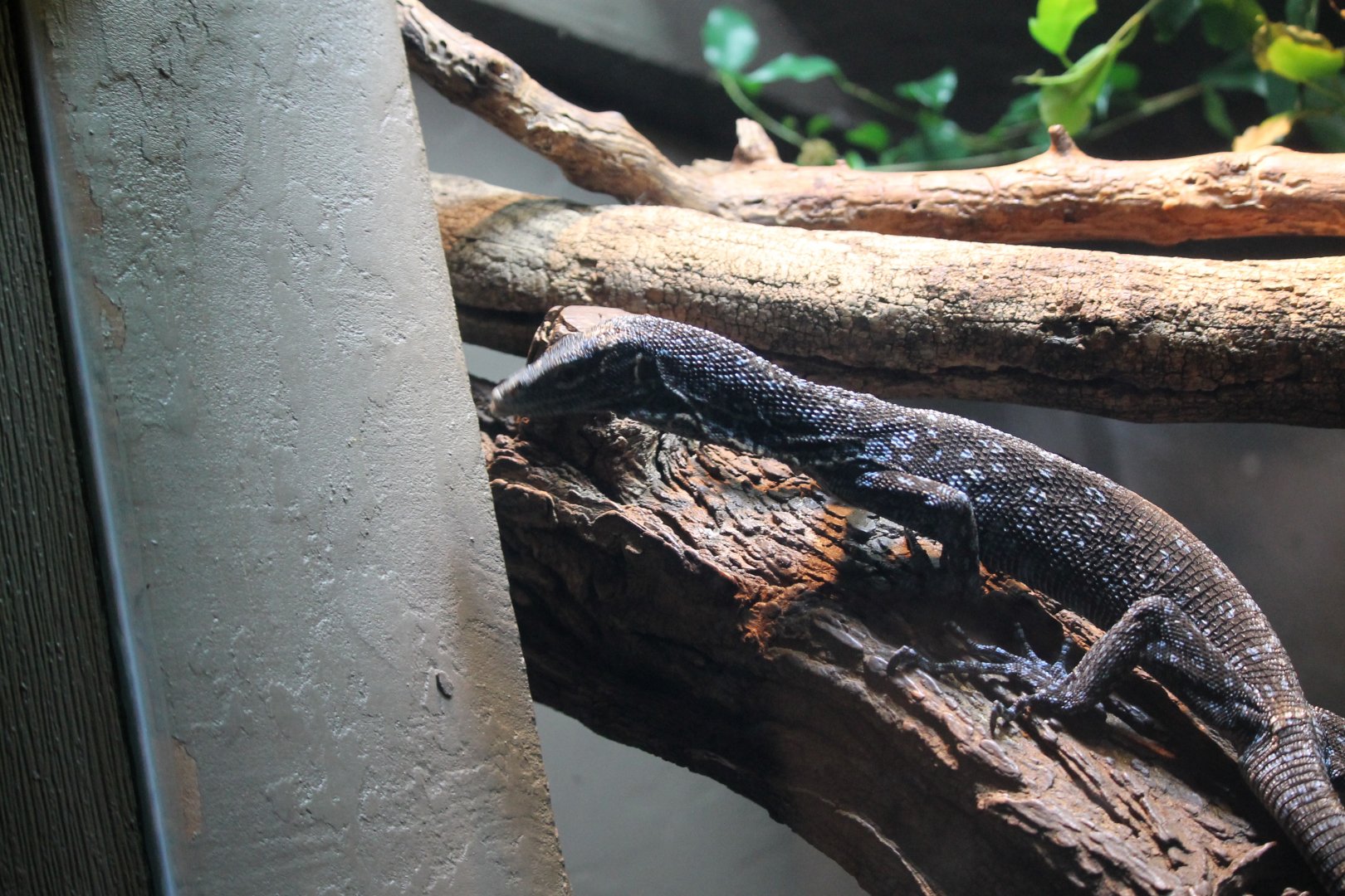 Blue tree monitor (Varanus macraei)