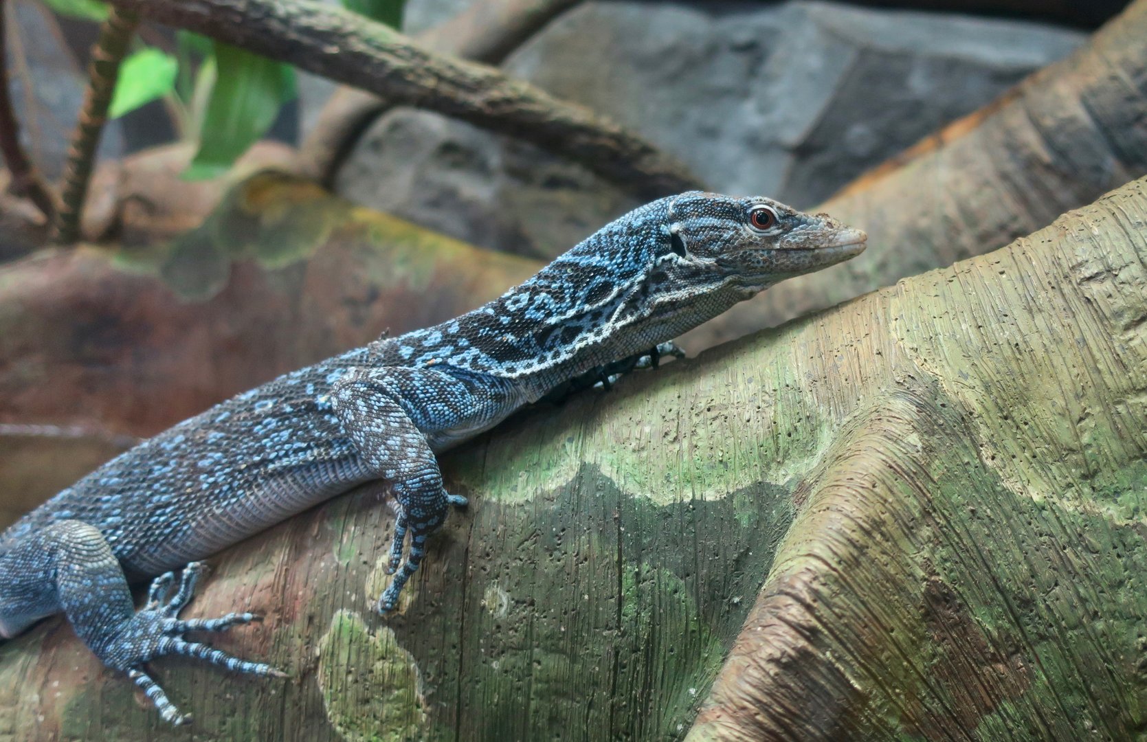 Blue Tree Monitor (Varanus macraei)