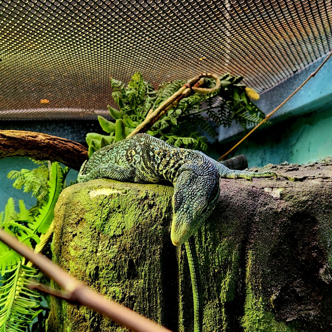 Blue Tree Monitor (Varanus macraei)