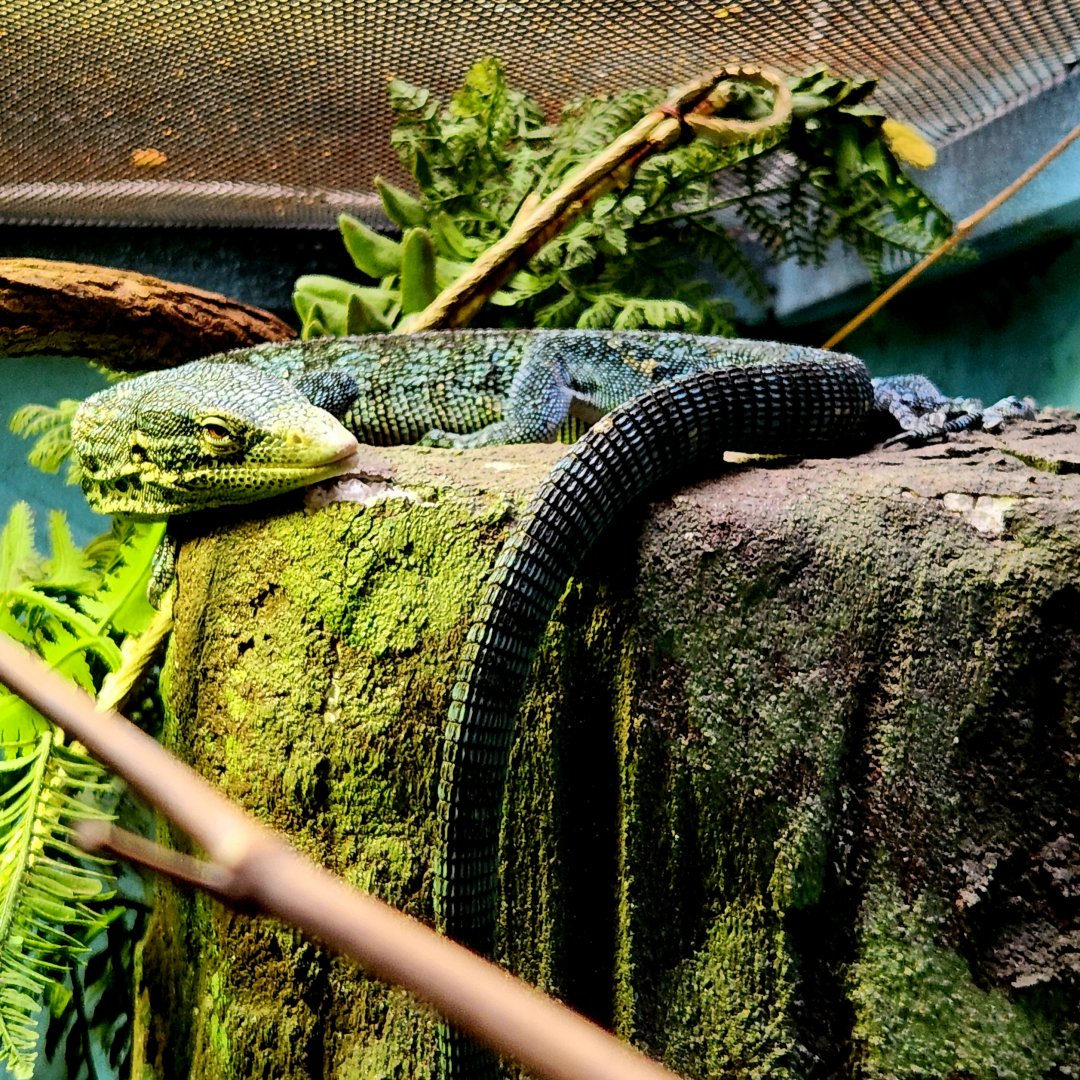 Blue Tree Monitor (Varanus macraei)