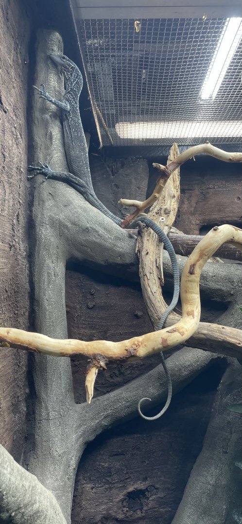 Blue Tree Monitor, Varanus macraei