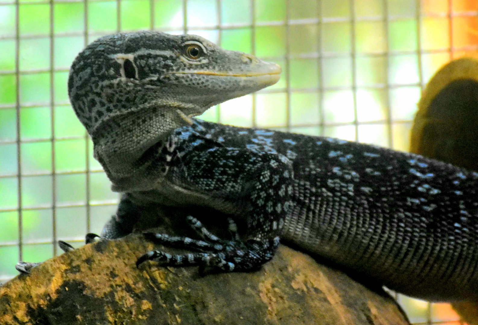 Blue Tree Monitor (Varanus macraei)