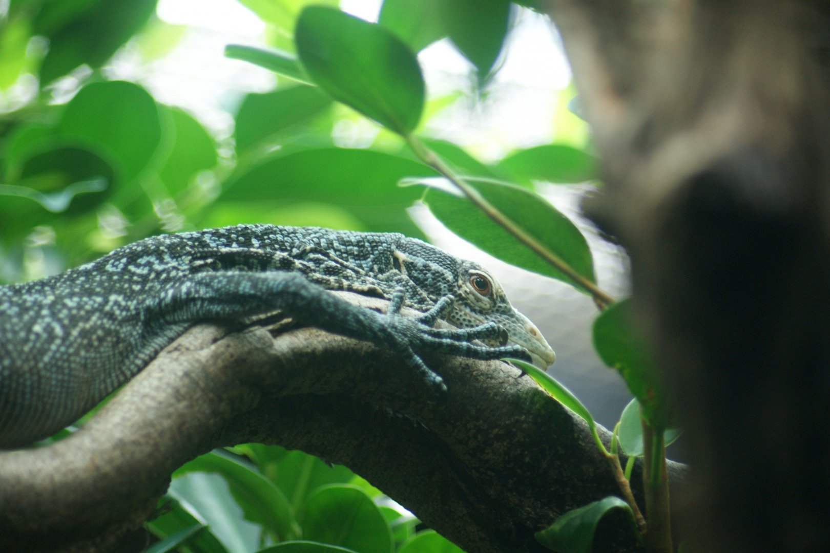 Blue Tree Monitor (Varanus macraei)