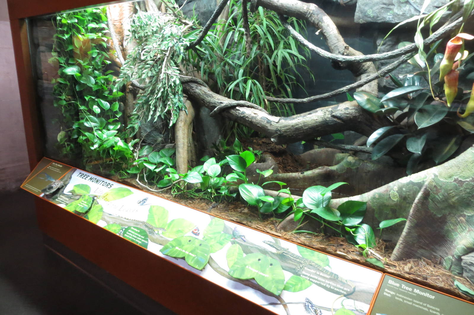Blue Tree Monitor vivarium 031215